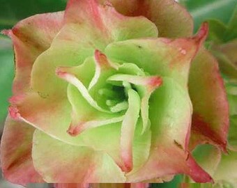 Triple Hulk Adenium Obesum Semillas Desert Rose, Sabi Star, Rosy Adenium)