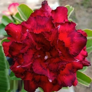 May include: A close-up of a deep red adenium obesum flower with ruffled petals.