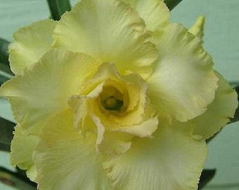 Doppel Happy Gold Adenium Obesum Samen (Wüstenrose, Sabi Star, Rosy Adenium)