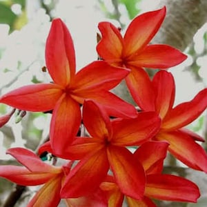 Denago Plumeria Rubra Apocynaceae Seeds - Frangipani Seeds, Lei Flower, container growing balcony, very fragrant flowers  )