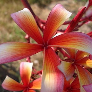 Orange Fire Plumeria Rubra Apocynaceae Seeds - Very Fragrant Frangipani Lei Flower, container growing balcony plant, fragrant flowers)
