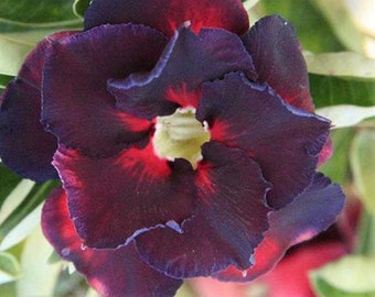 Double Black Hassadee Adenium Obesum Samen (Wüstenrose, Sabi Star, Rosy Adenium, Apocynaceae, Fun Kids Kinder Züchten Sie Ihre eigenen Blumen)