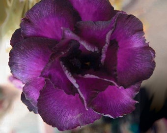 Big Double Purple Adenium Obesum Samen (Wüstenrose, Sabi Star, Rosy Adenium, Apocynaceae, Fun Kids Kindersamen, Wachsen Sie Ihre eigenen Blumen)