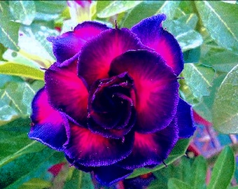 Vergiss niemals deine Adenium Obesum Apocynaceae Samen - Wüstenrose, Sabi Star, Rosy Adenium, Fun Kids Kinder, Züchte deine eigene Blütenpflanze