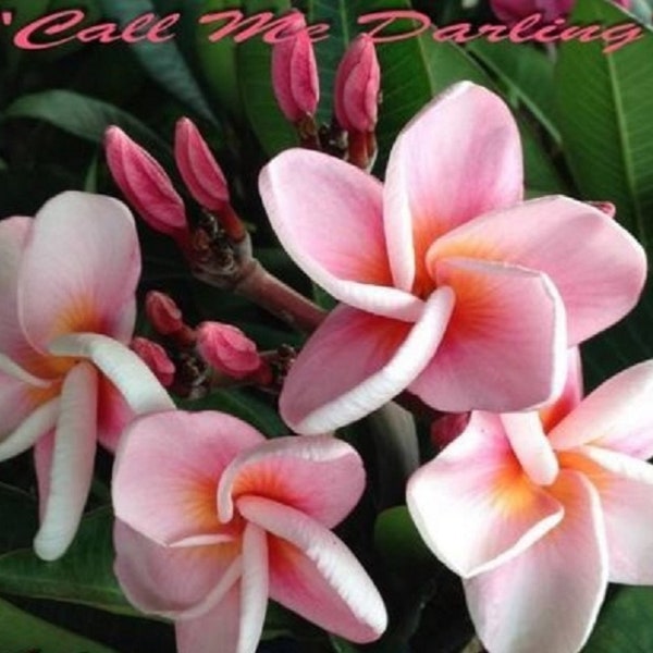 Call Me Darling Plumeria Rubra Apocynaceae Seeds - Frangipani Seeds, Lei Flower, container growing balcony fragrant flowers  )