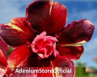 Madam Butterfly Unique Adenium Obesum - Apocynaceae Seeds - Desert Rose, Sabi Star, Rosy Adenium, Fun Kids Children seeds, Grow your own