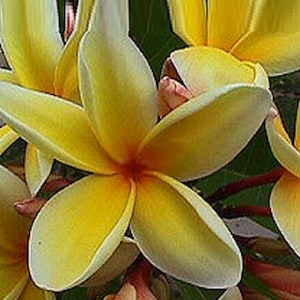 Paul Weissich Plumeria Rubra Apocynaceae Seeds - Very Fragrant Frangipani Lei Flower, container growing balcony plant, fragrant flowers)
