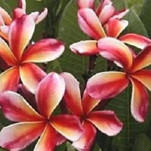 Choco Delight Plumeria Rubra Apocynaceae Seeds - Frangipani Seeds, Lei Flower, container growing balcony, fragrant flowers  )