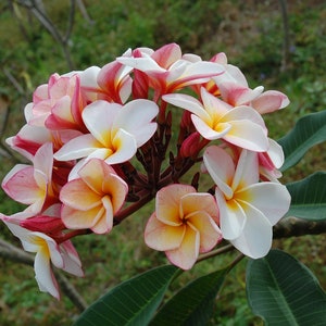 Bun Yen Plumeria Rubra Apocynaceae Seeds - Very Fragrant Frangipani Lei Flower, container growing balcony plant, fragrant flowers)