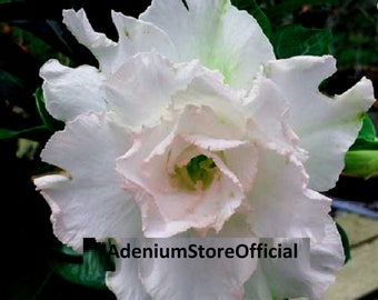 Quattro Jumbo White Adenium Obesum - Apocynaceae Samen - Wüstenrose, Sabi Star, rosige Adenium, Fun Kids Kinder Samen, eigene ziehen