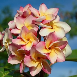 Plumeria Rubra &#39;Kaset Sin&#39; RARE Apocynaceae Seeds - (Frangipani Seeds, Lei Flower)