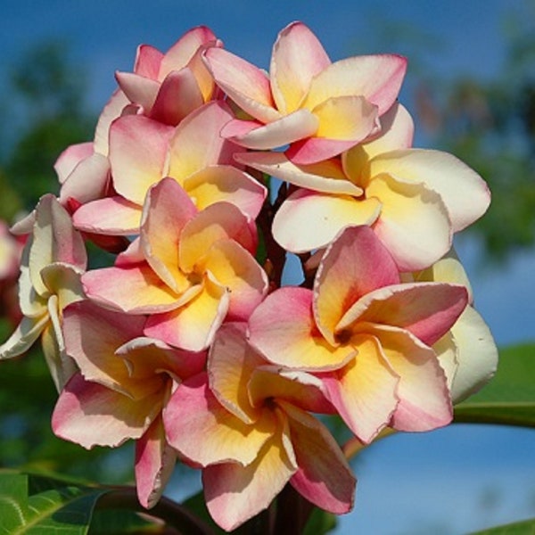 Plumeria Rubra 'Kaset Sin' RARE Apocynaceae Seeds - (Frangipani Seeds, Lei Flower)