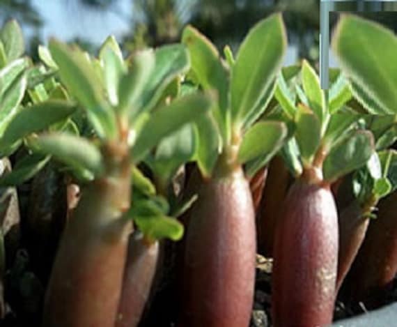 アデニウム タイ ソコトラナム 種子 ブラック カオ ヒン ゾン (KHZ