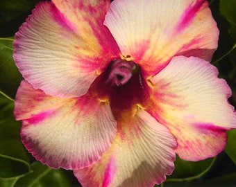 Neon Ripple Adenium Obesum Samen (Wüstenrose, Sabi Star, Rosy Adenium, Apocynaceae, Fun Kids Kindersamen, Wachsen Sie Ihre eigenen Blumen)