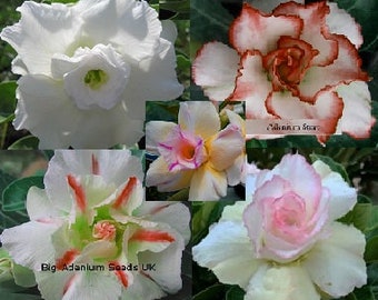 Adenium Obesum Samen Weißer Mix - Doppelte und Dreifach Blüten (Desert Rose, Sabi Star, Rosy Adenium)