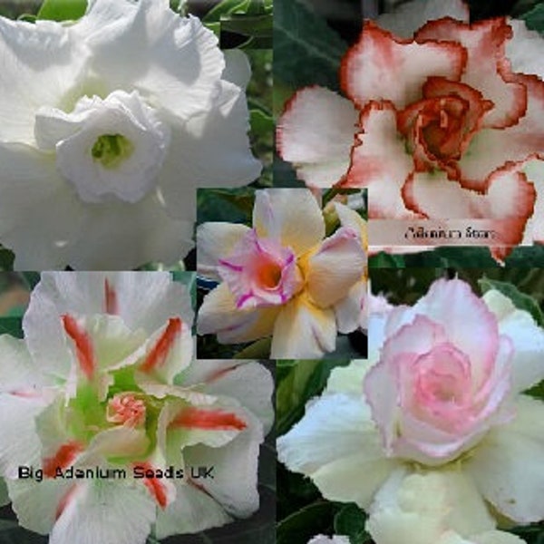 Adenium Obesum Seeds White Mix - Double and Triple flowers (Desert Rose, Sabi Star, Rosy Adenium)