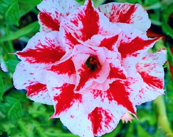 Rot weiße Freude Adenium Obesum Apocynaceae Samen - Wüstenrose, Sabi Star, Rosy Adenium, Fun Kids Kinder, Wachsen Sie Ihre eigene Blütenpflanze