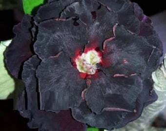 Adenium Obesum 'New Black Burn' Apocynaceae Samen (Wüstenrose, Sabi Star, Rosy Adenium)