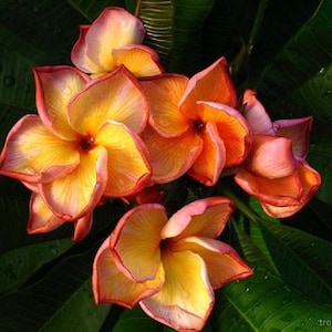 Caramel Love Plumeria Rubra Apocynaceae Seeds - Frangipani Seeds, Lei Flower, container growing balcony, very fragrant flowers  )