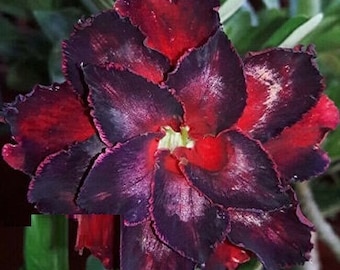 Triple Black Tornado Adenium Obesum Samen (Wüstenrose, Sabi Star, Rosy Adenium)