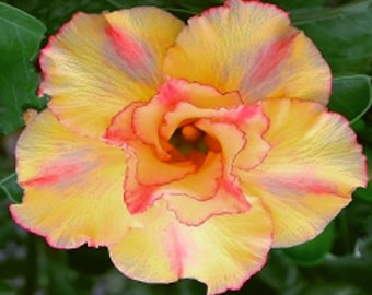 Semillas de Apocynaceae de Adenium Obesum de pavo real amarillo doble: rosa del desierto, Sabi Star, Rosy Adenium, Niños divertidos para niños, Cultiva tu planta con flores