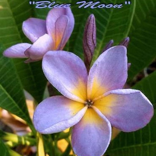 Blue Moon Plumeria Rubra Apocynaceae Seeds - Frangipani Seeds, Lei Flower, container growing balcony fragrant flowers  )