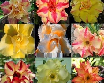 Adenium Obesum Samen Gelb Mix - Doppel- und Dreifachblüten (Desert Rose, Sabi Star, Rosy Adenium)
