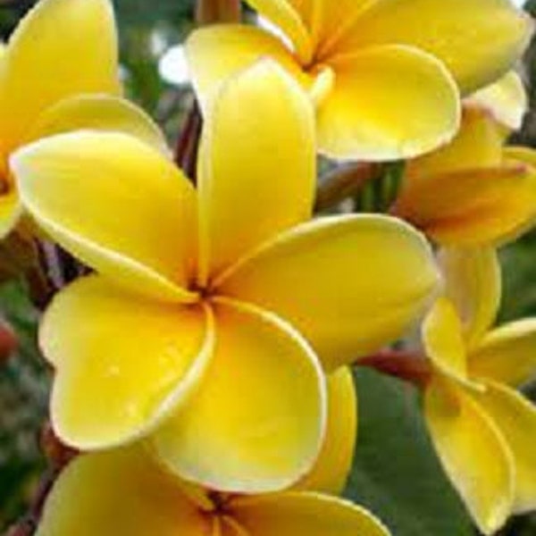 Plumeria Rubra Aztec Gold Seeds Apocynaceae - (Frangipani Seeds, Lei Flower)