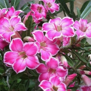 May include: A cluster of pink and white flowers with white edges. The flowers have five petals and are in full bloom. The flowers are growing on a green bush.