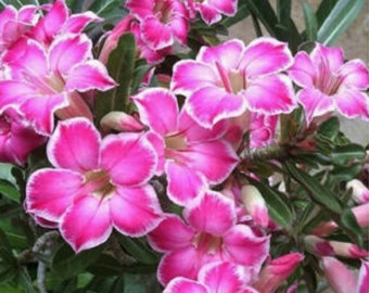 Adenium Obesum 'Darling Angel' New Mass blühende Apocynaceae Samen (Desert Rose, Sabi Star, Rosy Adenium)