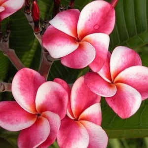 Elsie Plumeria Rubra Apocynaceae Seeds - Frangipani Seeds, Lei Flower, container growing balcony fragrant flowers  )