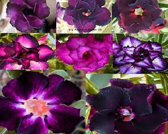 Adenium Obesum Samen Lila Mix - Doppel- und Dreifachblüte (Desert Rose, Sabi Star, Rosy Adenium)