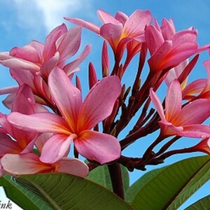 Aussie Pink Plumeria Rubra Apocynaceae Seeds - Very Fragrant Frangipani Lei Flower, container growing balcony plant, fragrant flowers)