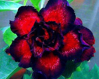 Double Goblin King Adenium Obesum - Apocynaceae Samen - Wüstenrose, Sabi Star, Rosy Adenium, Fun Kids Kinder Samen, Selber ziehen