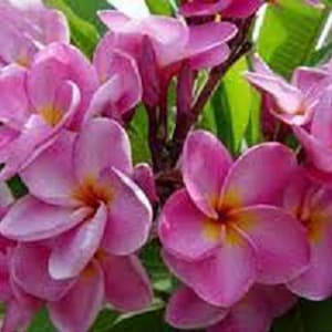 Bella Vista Plumeria Rubra Apocynaceae Seeds - Frangipani Seeds, Lei Flower, container growing balcony plant, fragrant flowers  )