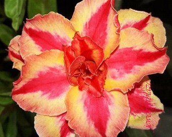 Triple Star Fire Adenium Obesum Seeds (Desert Rose, Sabi Star, Rosy Adenium)