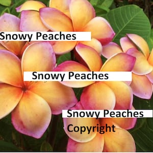 Snowy Peaches Plumeria Rubra Apocynaceae Seeds - Very Fragrant Frangipani Lei Flower, container growing balcony plant, fragrant flowers)