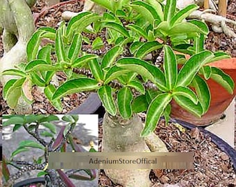 【激レア/超極太/ブラックスキン】アデニウム タイソコトラナム スーパーブラック il_340x270.3645480163_hkk2.jpg