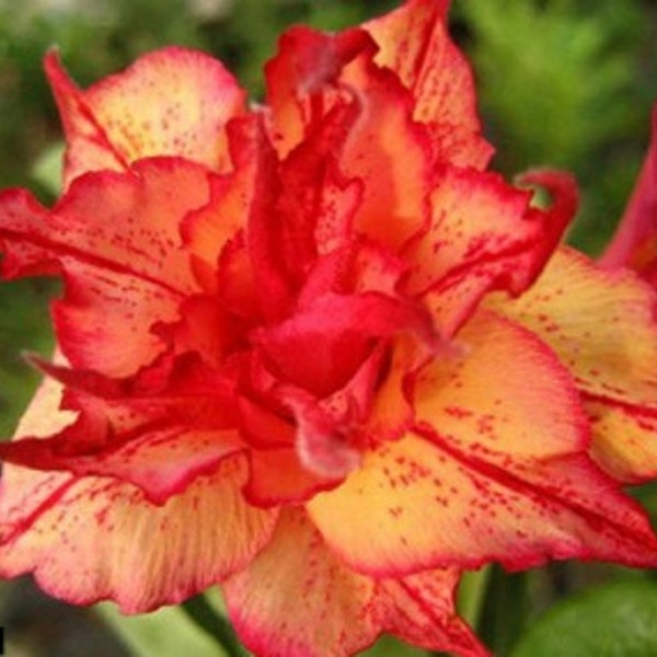 Triple Klumanthong Adenium Obesum Seeds (Desert Rose, Sabi Star, Rosy Adenium, Apocynaceae, Fun Kids Children Grow your own flowers