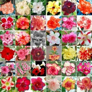May include: A collage of 36 different Adenium obesum flowers, also known as Desert Rose, in various colours and patterns. The flowers are arranged in a grid pattern, with each flower having a unique colour and pattern. The flowers are all in bloom and are in various stages of opening. The flowers are all in focus and are well-lit. The image is a close-up of the flowers and does not show any stems or leaves. The image is a great representation of the diversity of Adenium obesum flowers.