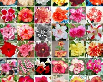 Große Packungen Adenium Obesum Samen Showy Mix APOCYNACEAE - Doppel- und Dreifachblüten (Desert Rose, Sabi Star, Rosy Adenium)
