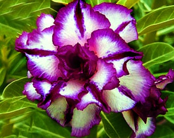 Triple Purple Nebula Adenium Obesum - Apocynaceae Samen - Wüstenrose, Sabi Star, Rosy Adenium, Fun Kids Kindersamen, Wachsen Sie selbst