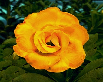 Zu heiß zum Anfassen Adenium Obesum Apocynaceae Samen (Wüstenrose, Sabi Star, Rosy Adenium)