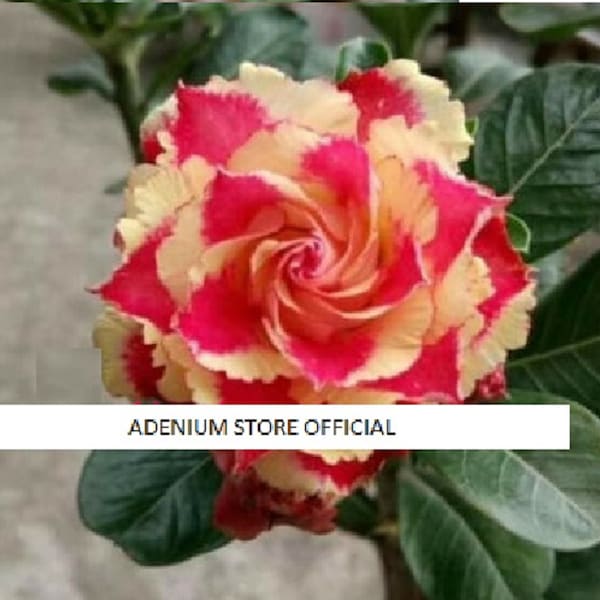Triple New Harry Adenium Obesum Apocynaceae Seeds (Desert Rose, Sabi Star, Rosy Adenium)