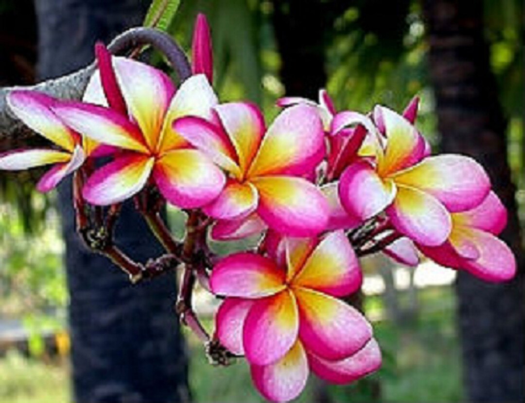India Rainbow Rubra Apocynaceae Seeds - Frangipani Seeds, Lei Flower ...