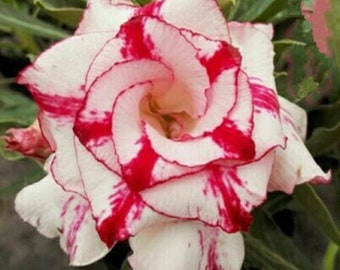 Graines d'Adenium Obesum à triple bande rouge (rose du désert, étoile de Sabi, adenium rosy, apocynacées, Fun Kids pour faire pousser ses propres fleurs)