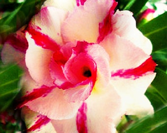 Double Athena Adenium Obesum Apocynaceae Samen, Spaß und sehr einfach zu züchten (Desert Rose, Sabi Star, Rosy Adenium)