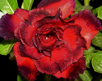 Triple Black Sea Adenium Obesum Samen (Wüstenrose, Sabi Star, Rosy Adenium)