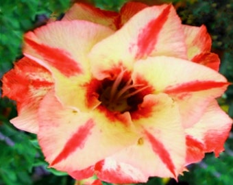 Double Star Red' Adenium Obesum Apocynaceae Samen – Wüstenrose, Sabi Star, Rosiges Adenium, lustige Kinder, Kinder, züchten Sie Ihre eigene blühende Pflanze