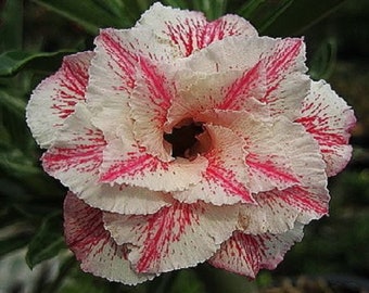Triple Thunder Star Adenium Obesum - Apocynaceae-Samen - Wüstenrose, Sabi Star, rosiges Adenium, Fun Kids Kindersamen, Eigener Anbau